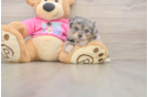 Pomachon Puppy for Adoption