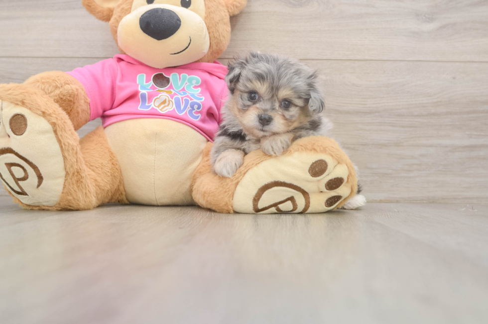 5 week old Pomachon Puppy For Sale - Pilesgrove Pups