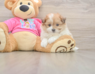 6 week old Pomachon Puppy For Sale - Pilesgrove Pups