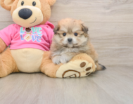 5 week old Pomachon Puppy For Sale - Pilesgrove Pups