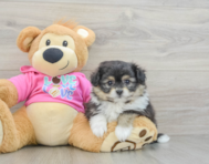 5 week old Pomachon Puppy For Sale - Pilesgrove Pups