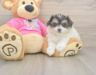 6 week old Pomachon Puppy For Sale - Pilesgrove Pups