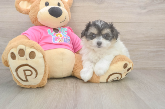 7 week old Pomachon Puppy For Sale - Pilesgrove Pups Pomachon Pup Being Cute