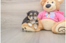 Popular Pomachon Designer Pup