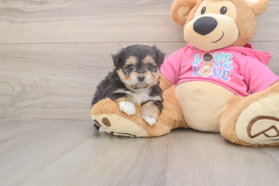 Popular Pomachon Designer Pup