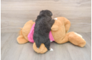 Pomachon Puppy for Adoption