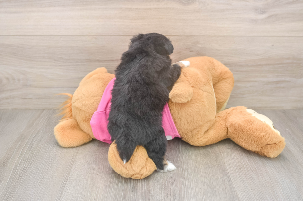 Pomachon Puppy for Adoption