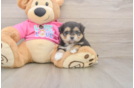 Smart Pomachon Designer Pup
