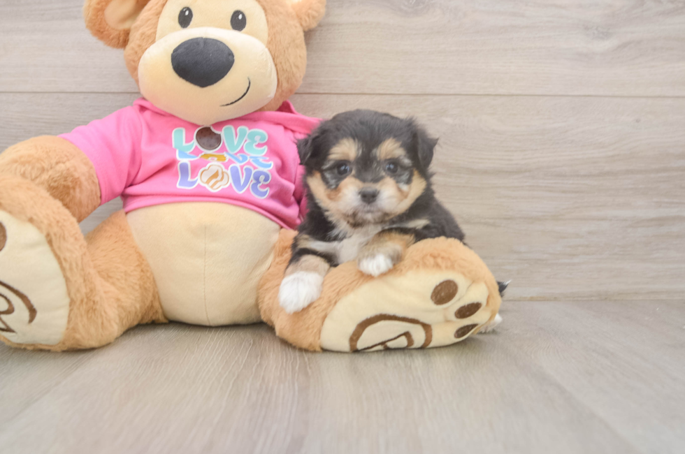 5 week old Pomachon Puppy For Sale - Pilesgrove Pups