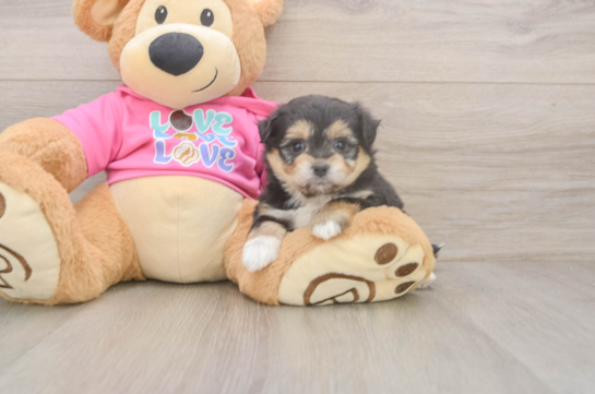 Smart Pomachon Designer Pup