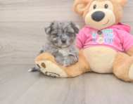 5 week old Pomachon Puppy For Sale - Pilesgrove Pups