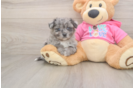 Little Pom Frise Designer Puppy