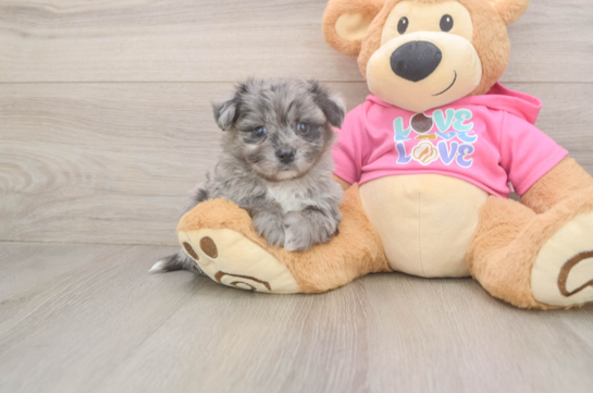 Little Pom Frise Designer Puppy