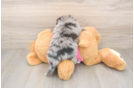 Pomachon Puppy for Adoption