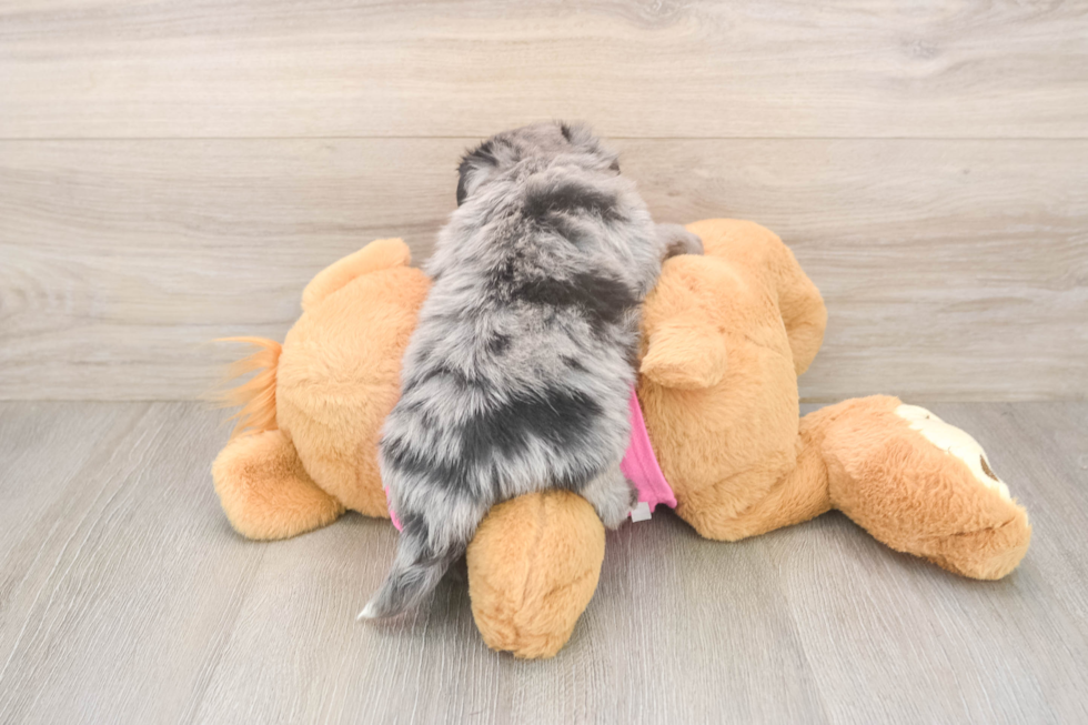 Pomachon Puppy for Adoption