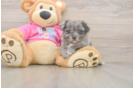 Best Pomachon Baby