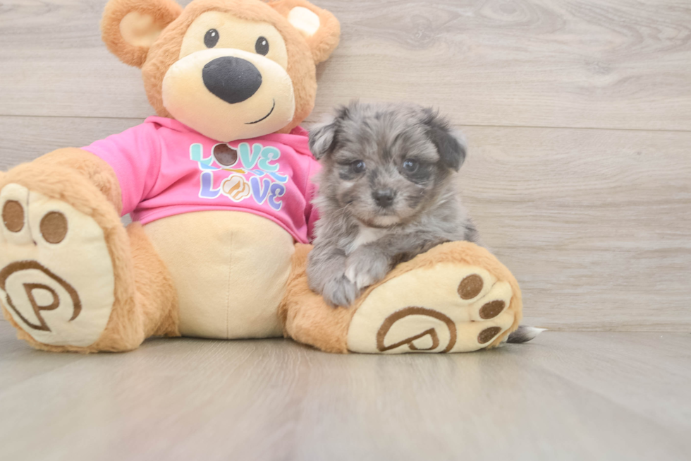 Best Pomachon Baby