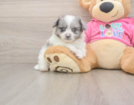 5 week old Pomachon Puppy For Sale - Pilesgrove Pups
