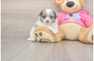 Pomachon Puppy for Adoption