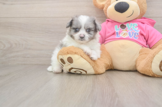 Pomachon Puppy for Adoption