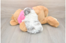 Pomachon Pup Being Cute