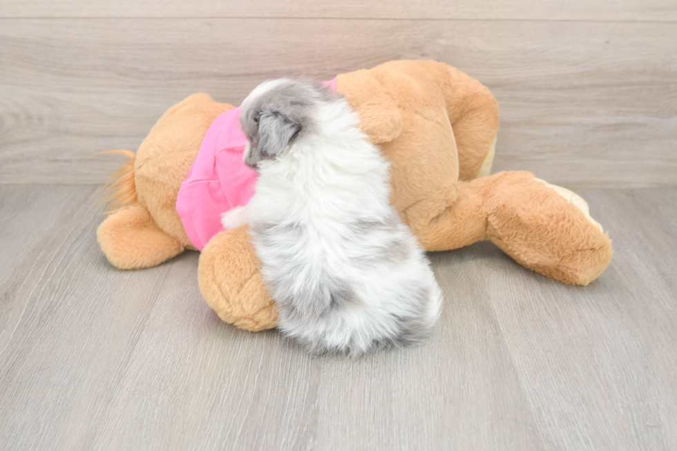 Pomachon Pup Being Cute