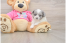 Pomachon Pup Being Cute