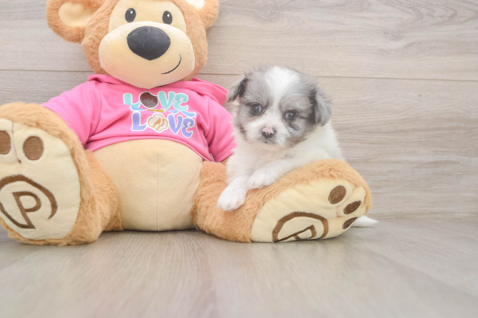 Pomachon Pup Being Cute