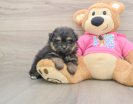 5 week old Pomachon Puppy For Sale - Pilesgrove Pups