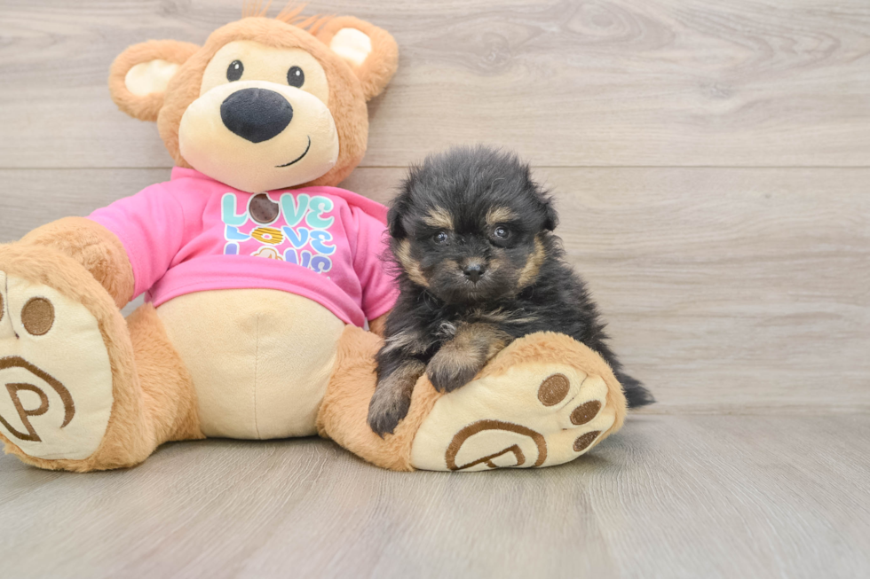 Pomachon Puppy for Adoption