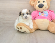 5 week old Pomachon Puppy For Sale - Pilesgrove Pups
