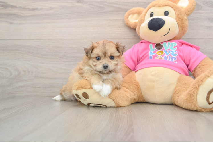 Pomachon Pup Being Cute