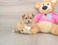 5 week old Pomachon Puppy For Sale - Pilesgrove Pups