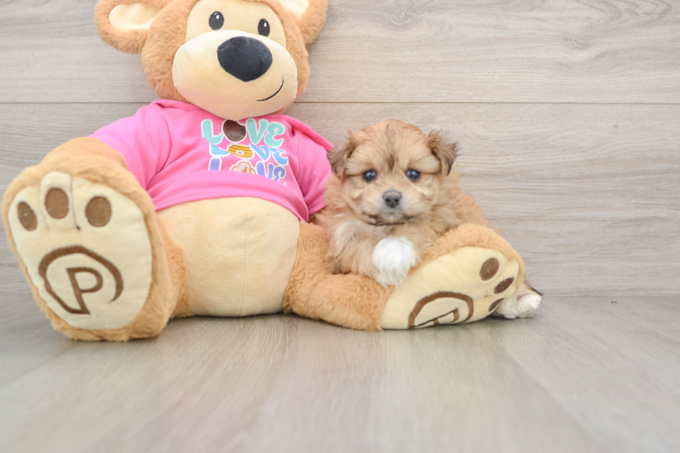 Energetic Pom Frise Designer Puppy