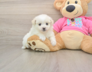 5 week old Pomachon Puppy For Sale - Pilesgrove Pups