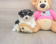 5 week old Pomachon Puppy For Sale - Pilesgrove Pups