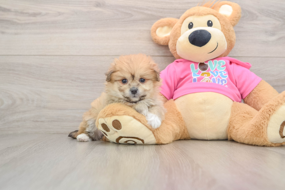 Popular Pomachon Designer Pup