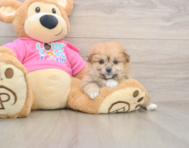 5 week old Pomachon Puppy For Sale - Pilesgrove Pups