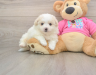 5 week old Pomachon Puppy For Sale - Pilesgrove Pups