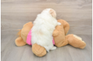 Playful Pom Frise Designer Puppy