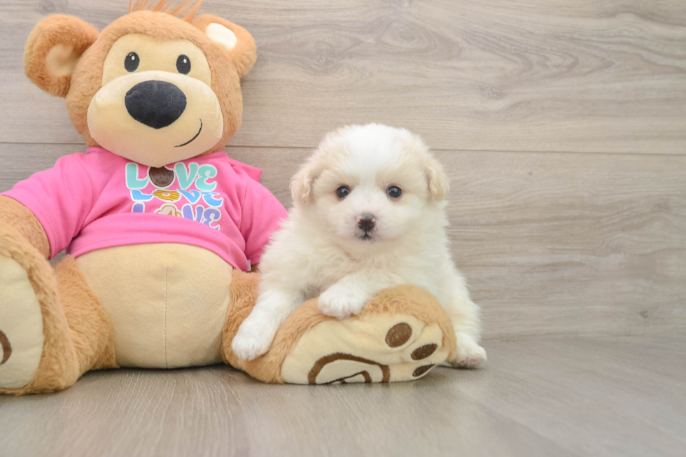 Petite Pomachon Designer Pup