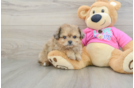 Popular Pomachon Designer Pup