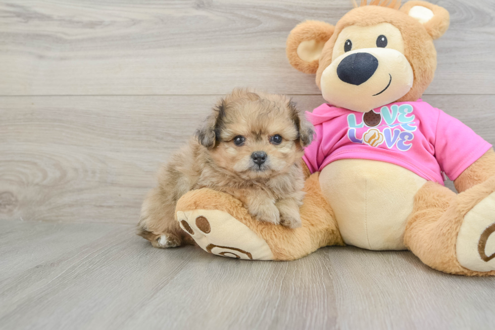 Popular Pomachon Designer Pup