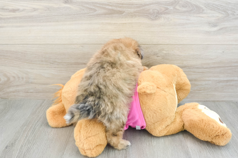 Best Pomachon Baby