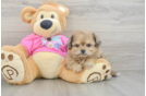Cute Pomachon Baby