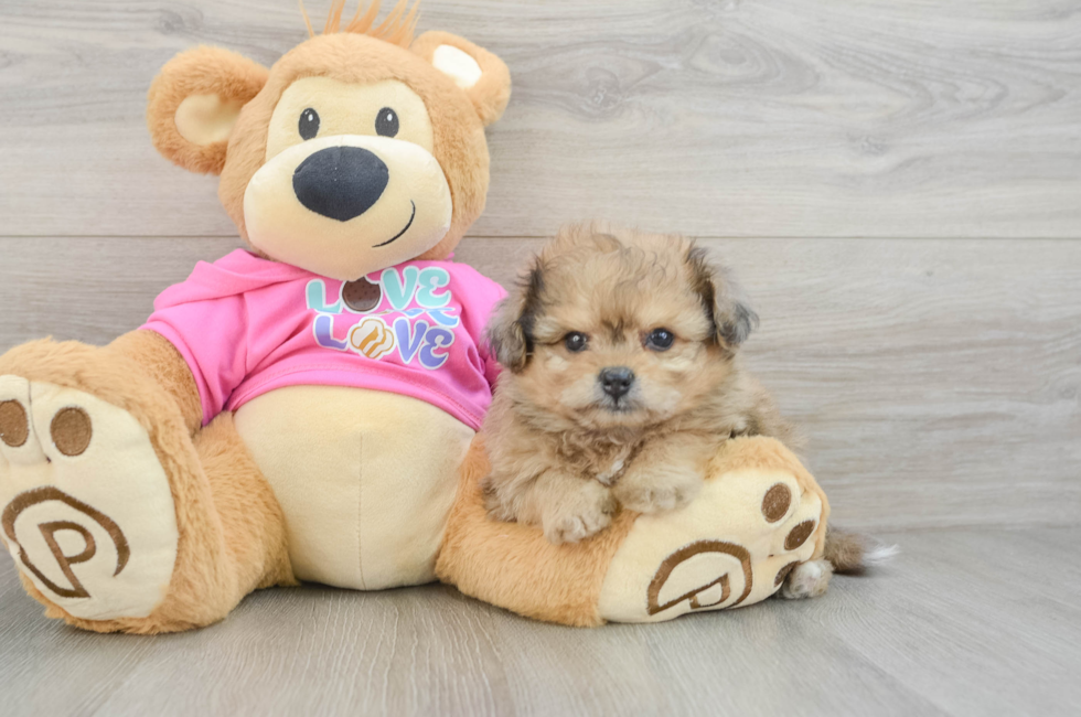 7 week old Pomachon Puppy For Sale - Pilesgrove Pups