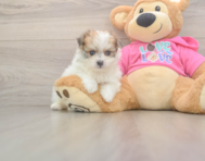 5 week old Pomachon Puppy For Sale - Pilesgrove Pups