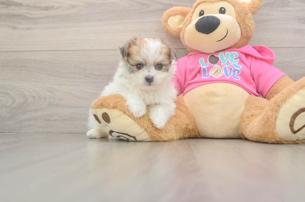 5 week old Pomachon Puppy For Sale - Pilesgrove Pups