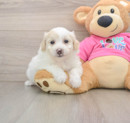 6 week old Pomachon Puppy For Sale - Pilesgrove Pups