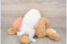 Pomachon Puppy for Adoption